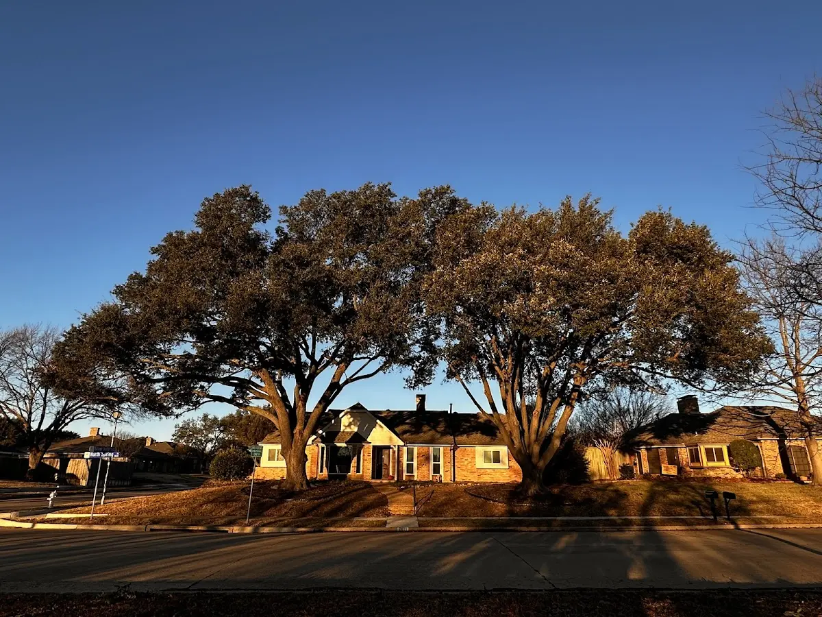 Established residential canopy tree shading a home in Okabena